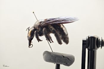 Media type: image; Entomology 810658   Aspect: habitus lateral view